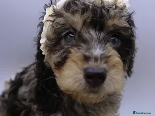 Cockapoo dogs Cute Miniature Cockapoo Babies READY NOW REDUCED - Advert 4