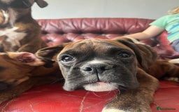 Boxer dogs for sale: 🐾 KC registered Boxer puppies 🐾  - Image 7