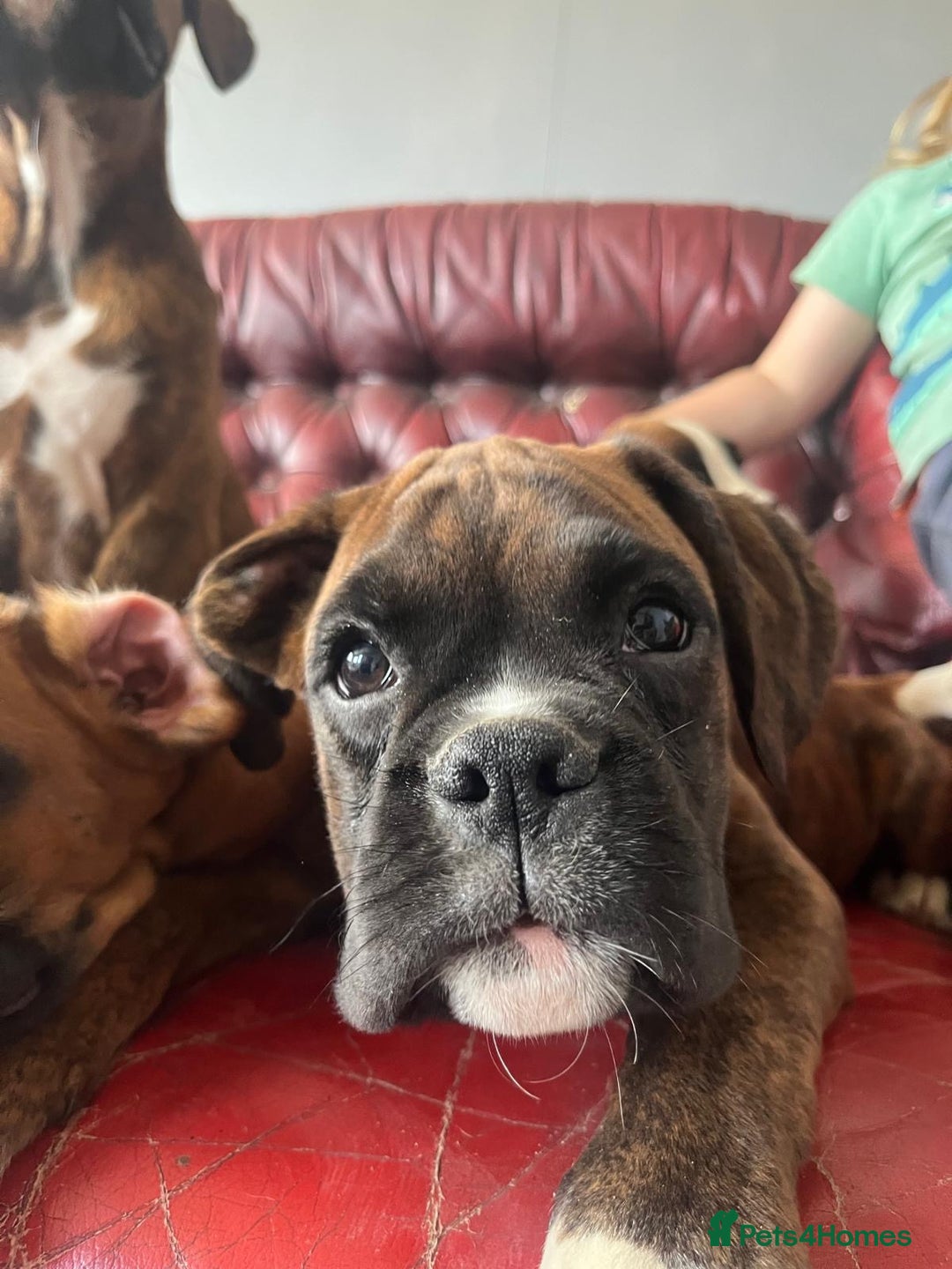 Boxer dogs for sale: 🐾 KC registered Boxer puppies 🐾  - Image 7