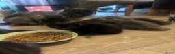 Maine Coon cats for sale: Maine Coon X kittens. Absolutely stunning!  in Sheffield - Advert 12