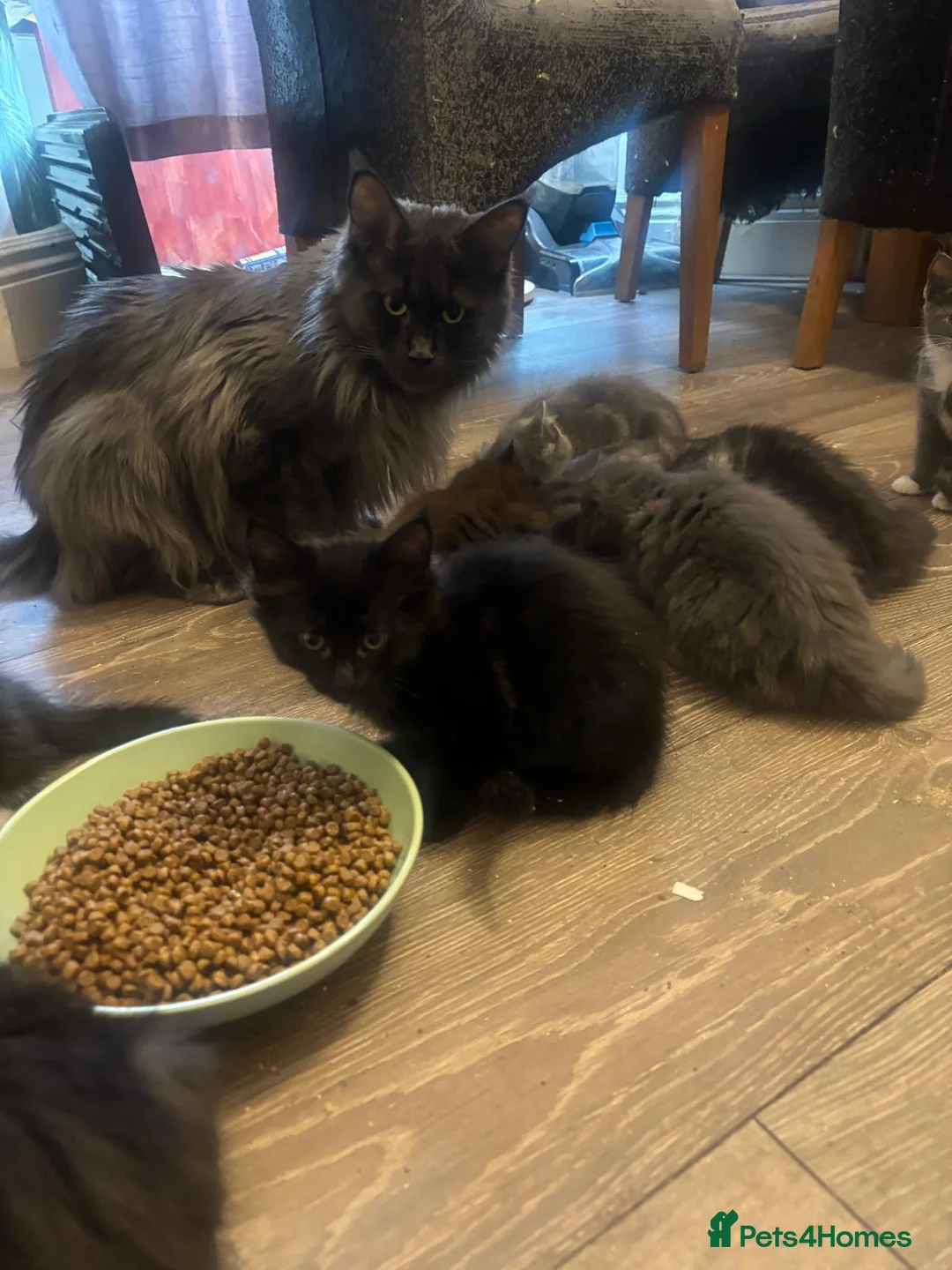 Maine Coon cats for sale: Maine Coon X kittens. Absolutely stunning!  in Sheffield - Advert 12