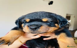 Rottweiler dogs for sale: Purebred Rottweiler Puppies for Sale - Image 7