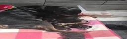 Rottweiler dogs for sale: 5* Rottweiler Puppies  in Wadebridge - Advert 19
