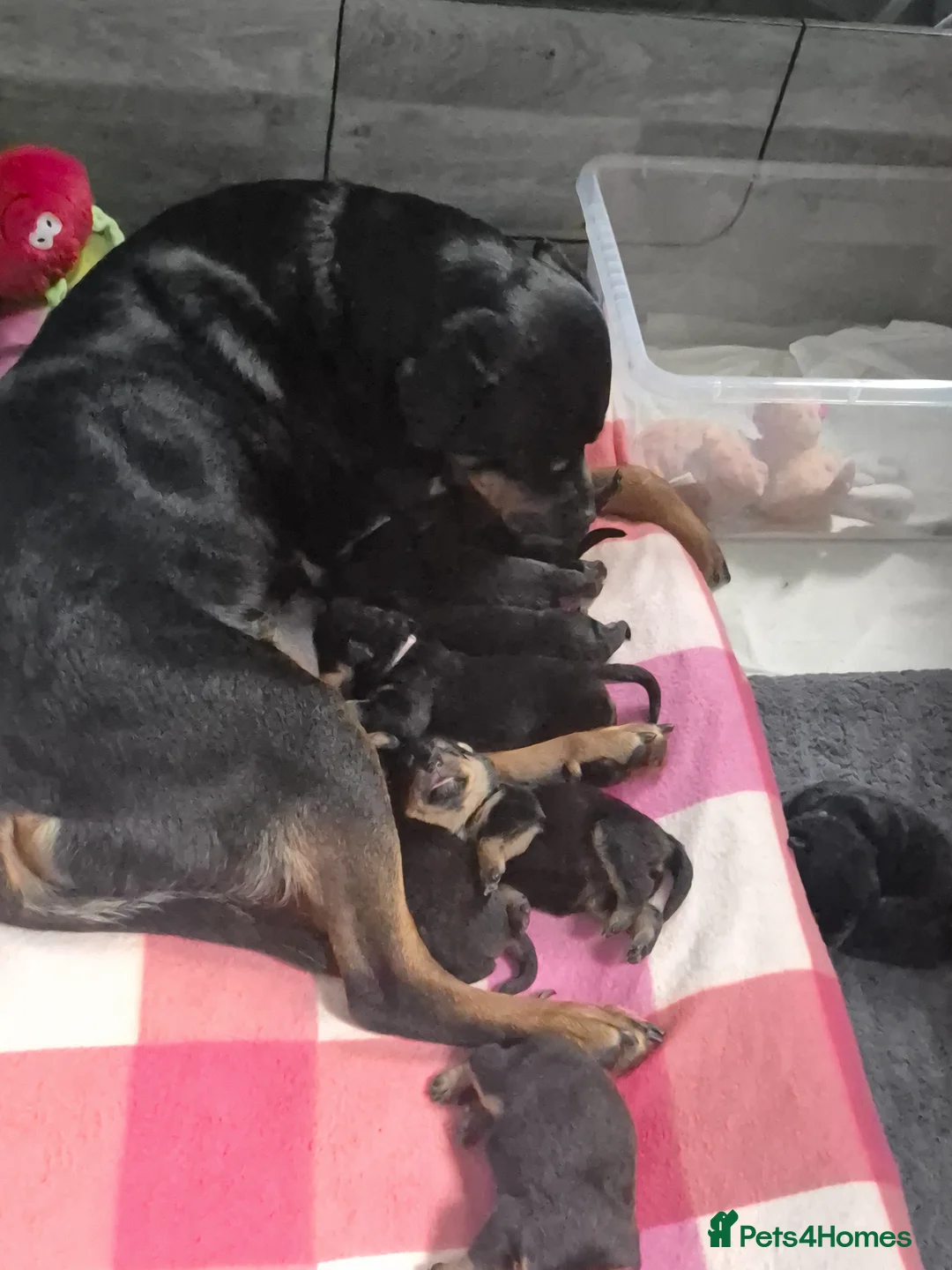 Rottweiler dogs for sale: 5* Rottweiler Puppies  in Wadebridge - Advert 19