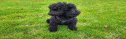 Toy Poodle dogs for stud: Toy poodle for stud - PROVEN - Fully DNA tested in Mexborough - Advert 11