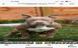 American Bully dogs for sale: Pocket bully  - Image 4