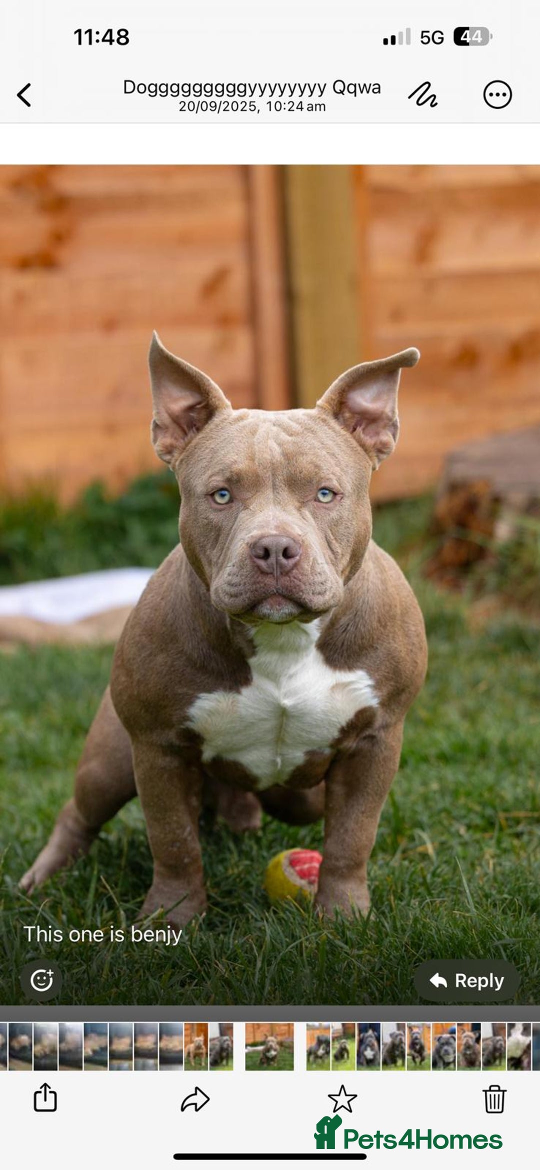 American Bully dogs for sale: Pocket bully  - Image 4
