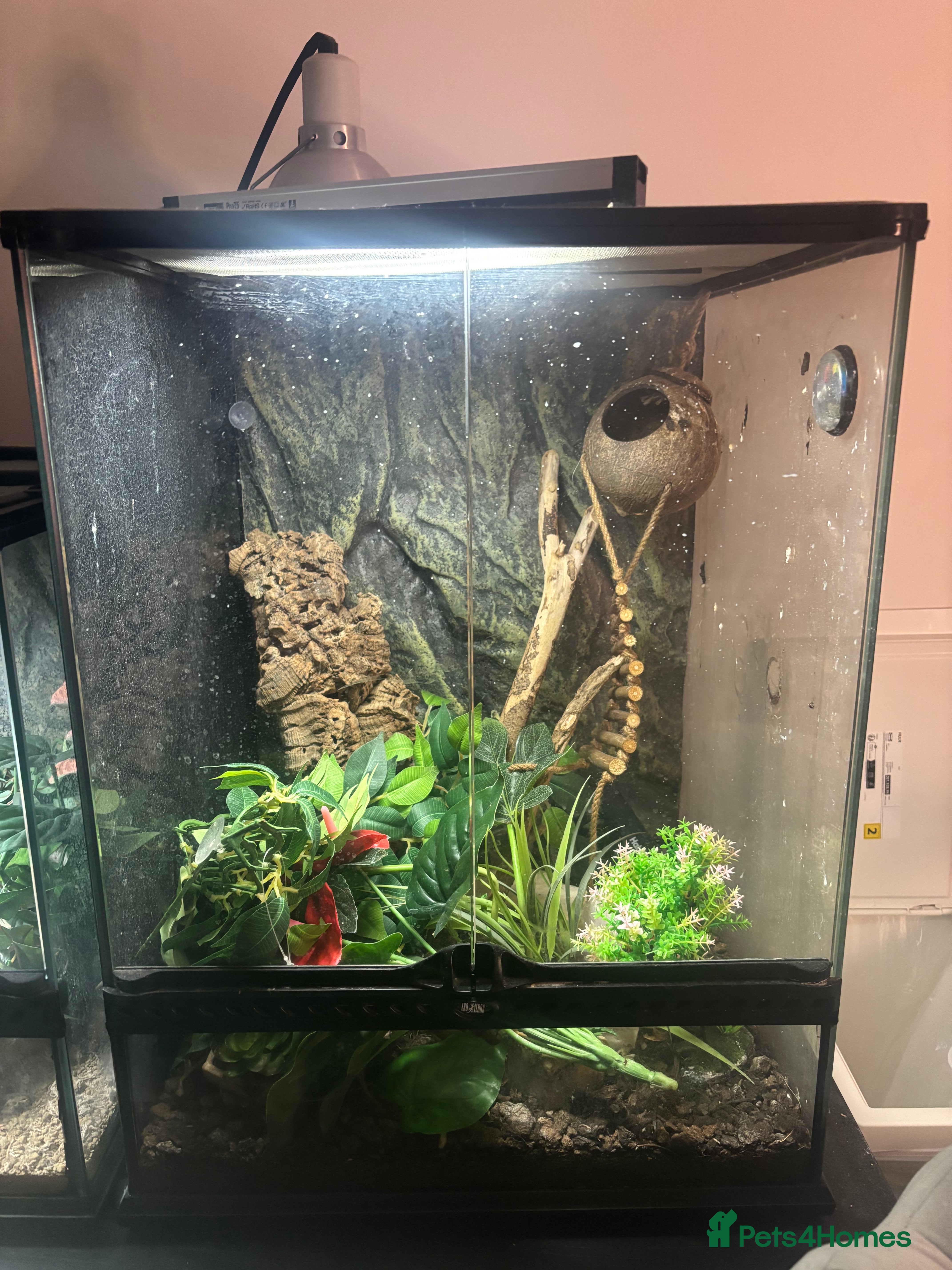 Gecko reptiles Crested gecko for sale  in Sutton-in-Ashfield - Advert 1