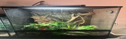 Gecko reptiles for sale: Crested gecko for sale with full set up  - Advert 2