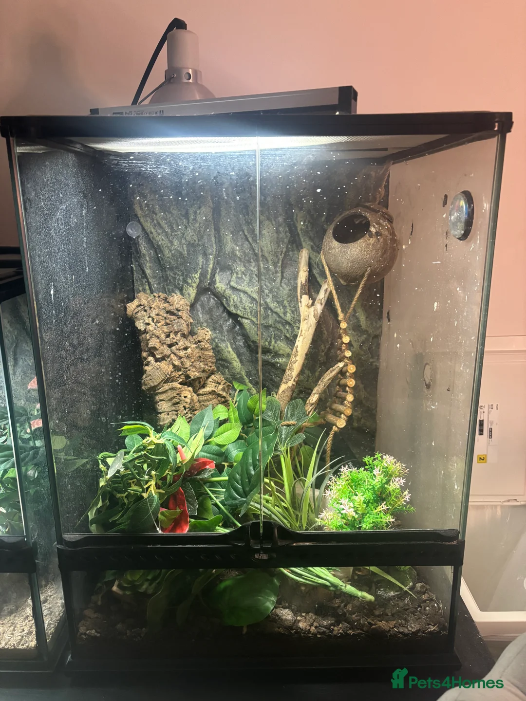 Gecko reptiles for sale: Crested gecko for sale with full set up  - Advert 2