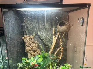 Gecko reptiles Crested gecko for sale in Sutton-in-Ashfield - Advert 1