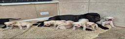 Cane Corso dogs for sale: Straw Cane Corso Pups - Advert 1