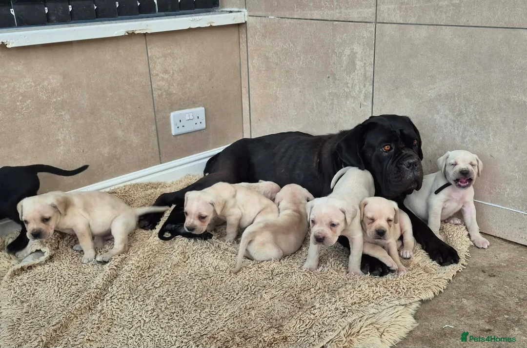 Cane Corso dogs for sale: Straw Cane Corso Pups - Advert 1