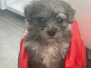 Maltipoo dogs F1 Toy Maltipoos - Advert 2