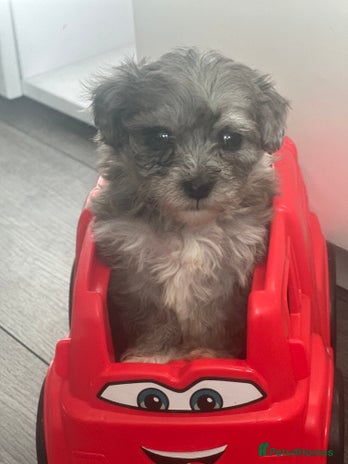 Maltipoo dogs F1 Toy Maltipoos - Advert 6