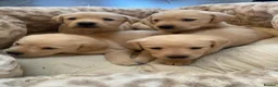 Labrador Retriever dogs for sale: Gorgeous Fox red Labrador puppies for sale ✨✨ in Pencader - Advert 5
