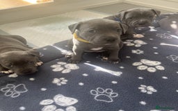 Staffordshire Bull Terrier dogs for sale: Full pedigree blue Staffordshire Bullterrier - Image 2