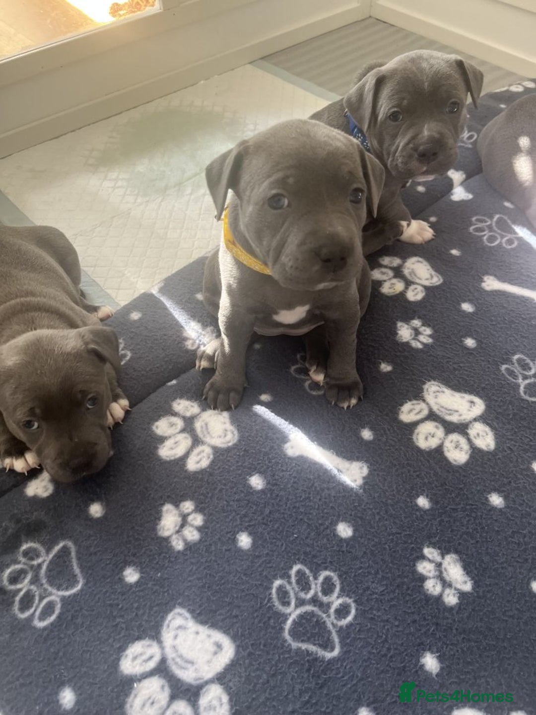 Staffordshire Bull Terrier dogs for sale: Full pedigree blue Staffordshire Bullterrier - Image 2