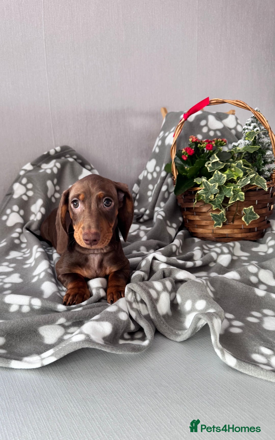 Dachshund dogs for sale:  KC Miniature Dachshund🐾Just 1Boy left 🐾 - Advert 11