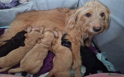 Labradoodle dogs for sale: Gorgeous miniature labradoodle puppies. - Image 24