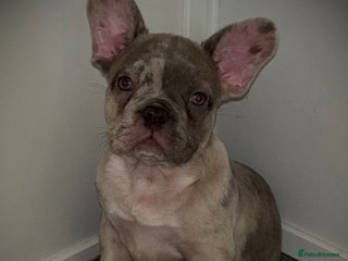 French Bulldog dogs - Advert 6