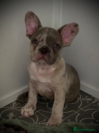 French Bulldog dogs - Advert 2