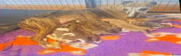 Whippet dogs for sale: Show Quality KC Registered Litter in Clarbeston Road - Advert 3