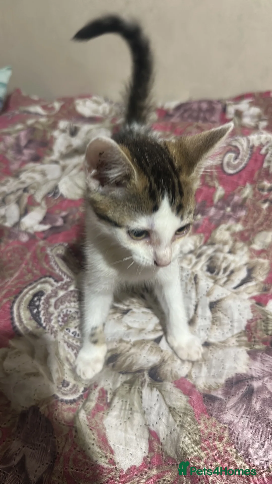 Mixed Breed cats for sale: Kittens For Sale – 5 Left! East London in London - Advert 2