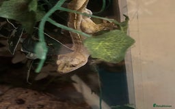 Gecko reptiles for sale: Creasted Gecko - Image 3