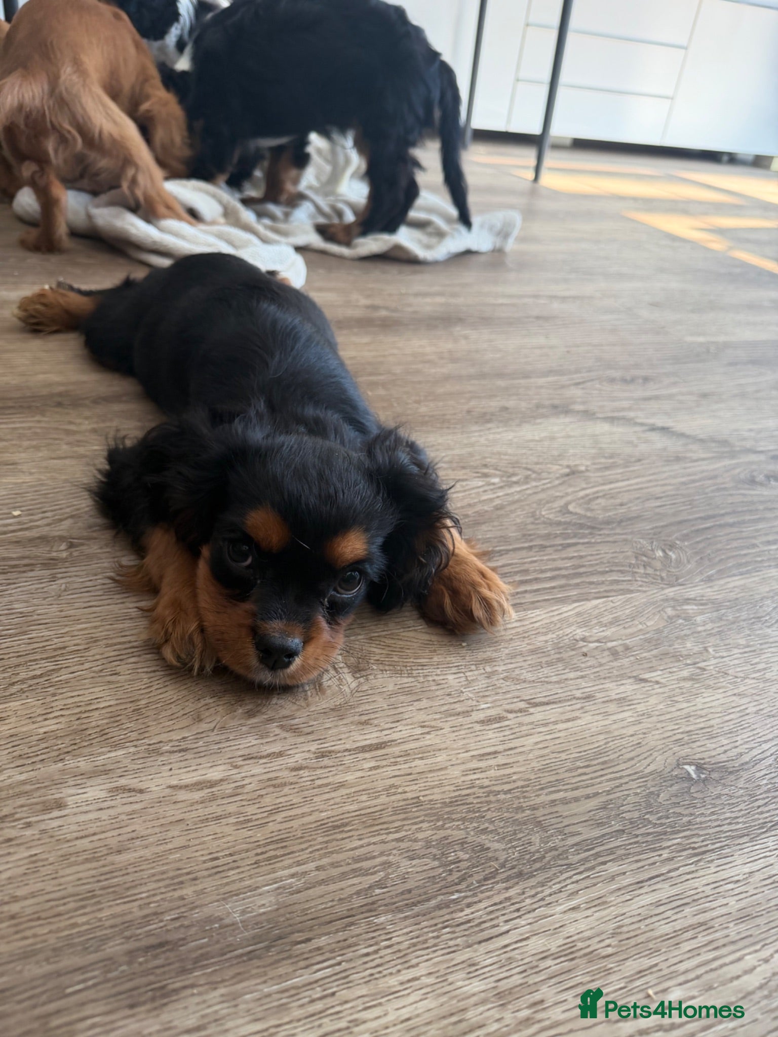 Cavalier King Charles Spaniel dogs     Puppies – Ready for Their Forever Homes - Advert 2