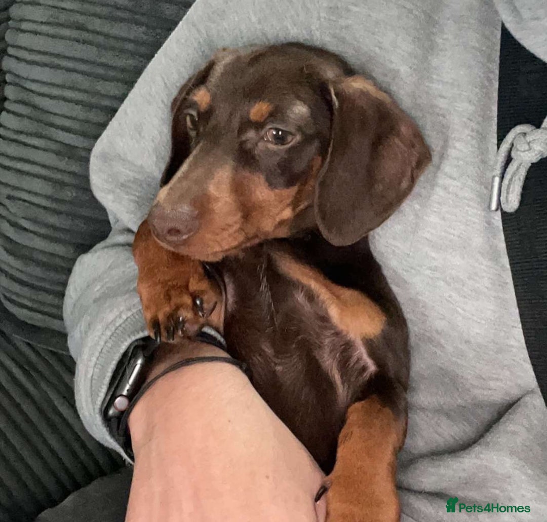 Miniature Dachshund dogs for sale: Beautiful mini Daxis  - Image 6