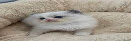 Ragdoll cats for sale: Blue Lynx Bi-colour European  - Advert 7
