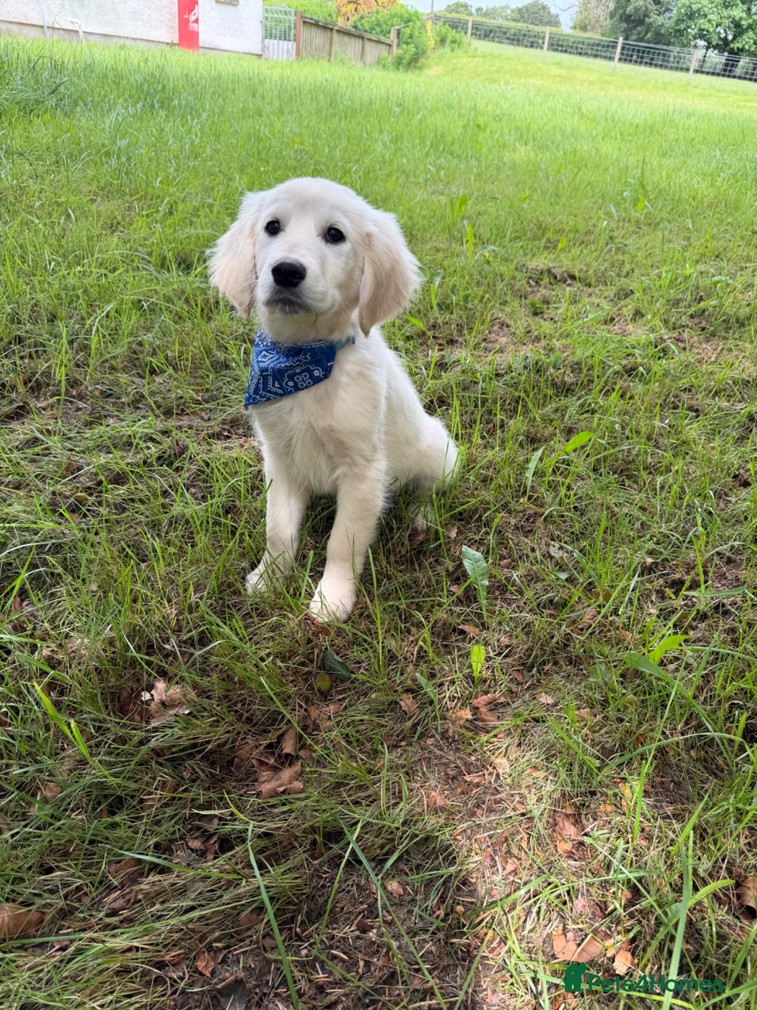 Golden Retriever dogs KC Registered Golden Retriever puppies  - Advert 1