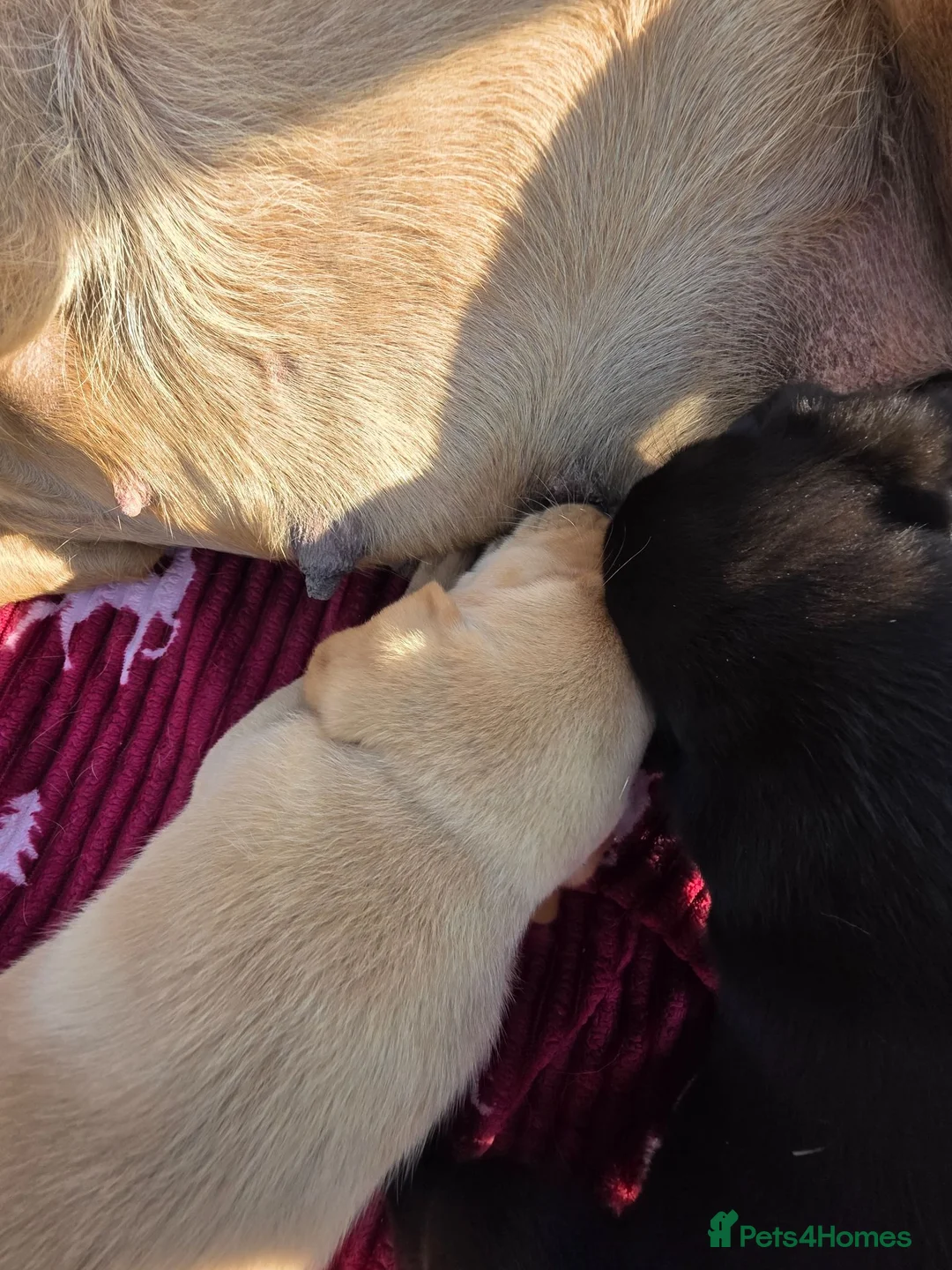 Labrador Retriever dogs for sale: FAMILY RAISED KC LABRADORS in Peterborough - Advert 8