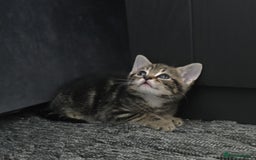 Mixed Breed cats for sale: Kittens  - Image 1