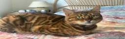 Bengal cats for sale: Fendi & Bagheera–Beautiful, Loving Bengal Pair - Advert 4