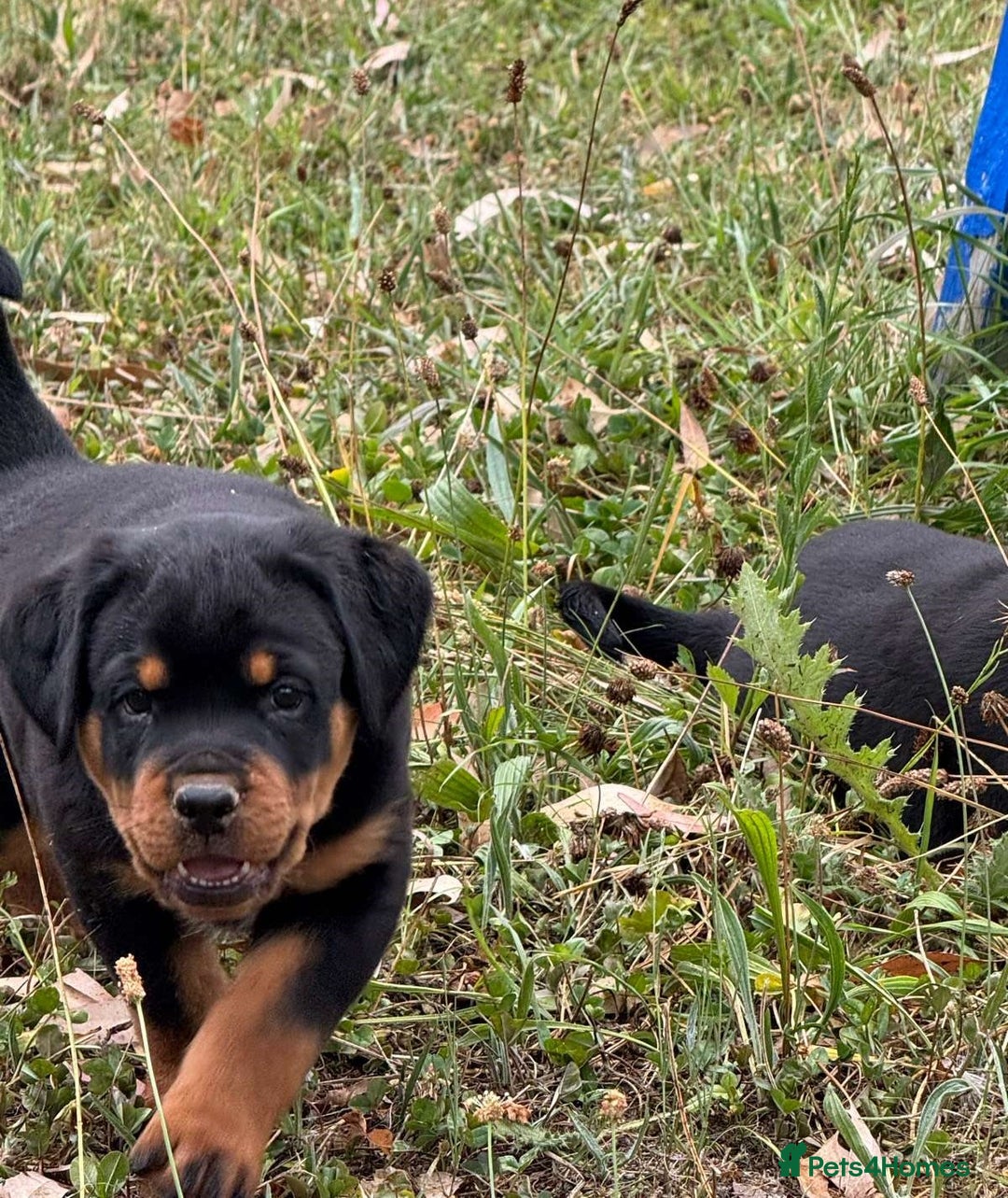 Rottweiler dogs for sale:  lovely chunky beautiful Rottweiler puppies - Advert 1