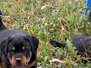 Rottweiler dogs lovely chunky beautiful Rottweiler puppies - Advert 2