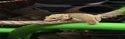 Gecko reptiles for sale: 2 year old Male Crested Gecko with Full Set Up in St. Neots - Advert 15