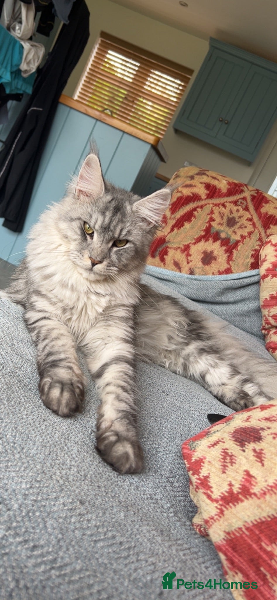 Maine Coon cats MAINE COON KITTENS DUE! 🤩 - Advert 12