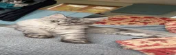 Maine Coon cats for sale: MAINE COON KITTENS DUE! 🤩 in Boston - Advert 1