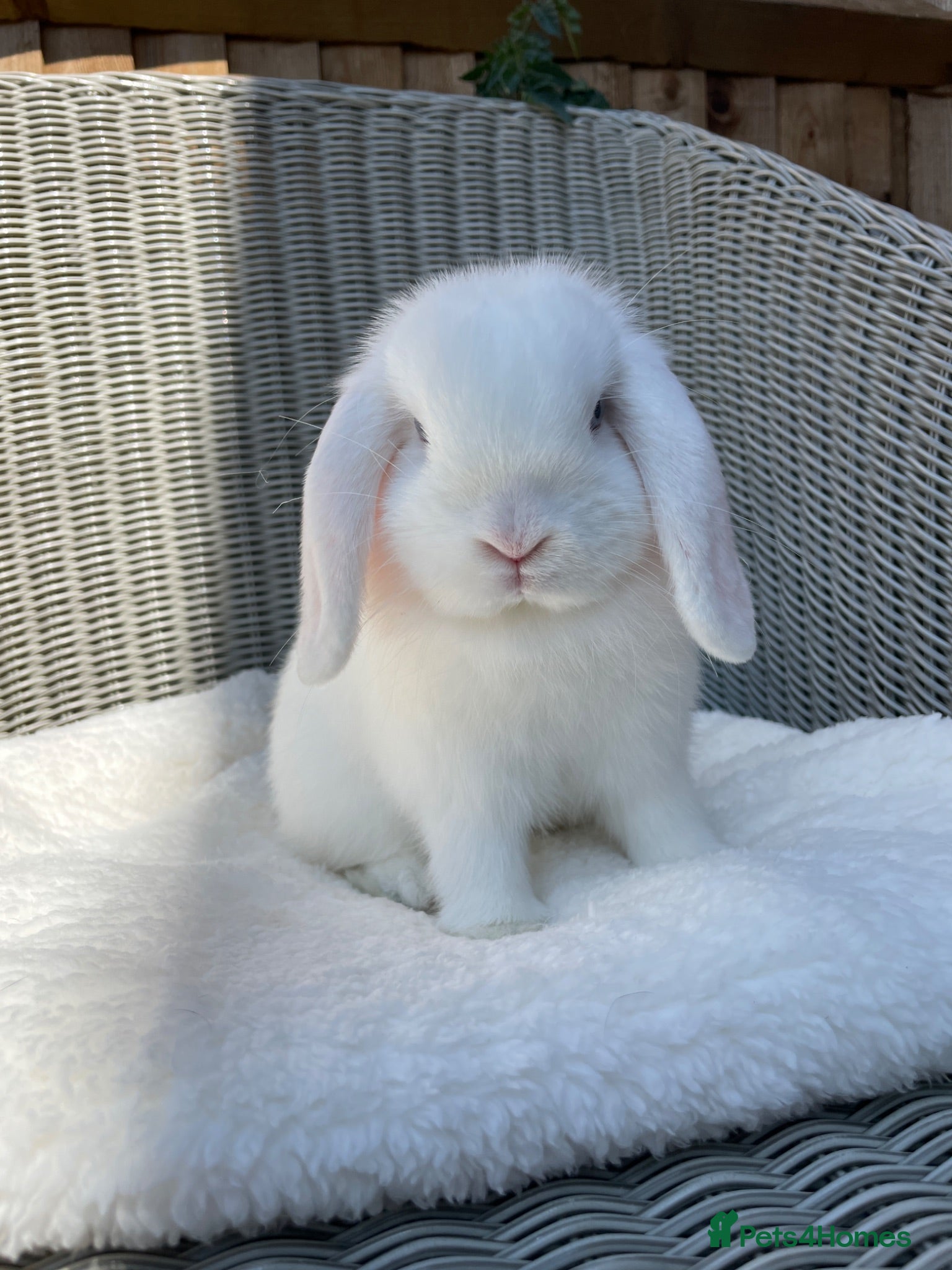 Mini Lop rabbits Beautiful mini lop for sale - Advert 1