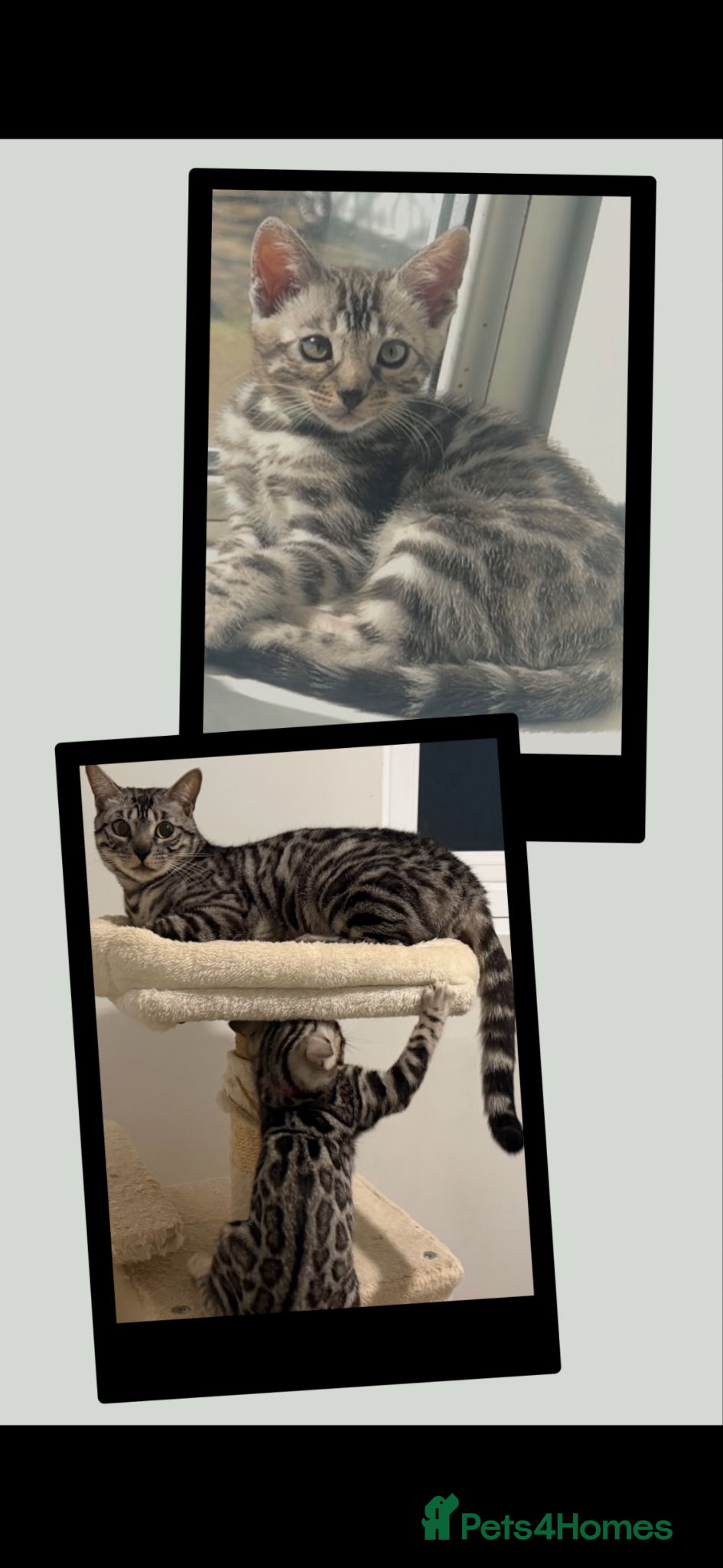 Bengal cats BENGAL 🔥 KITTENS TICA REGISTERED  - Advert 15