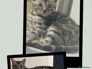 Bengal cats BENGAL 🔥 KITTENS TICA REGISTERED - Advert 15