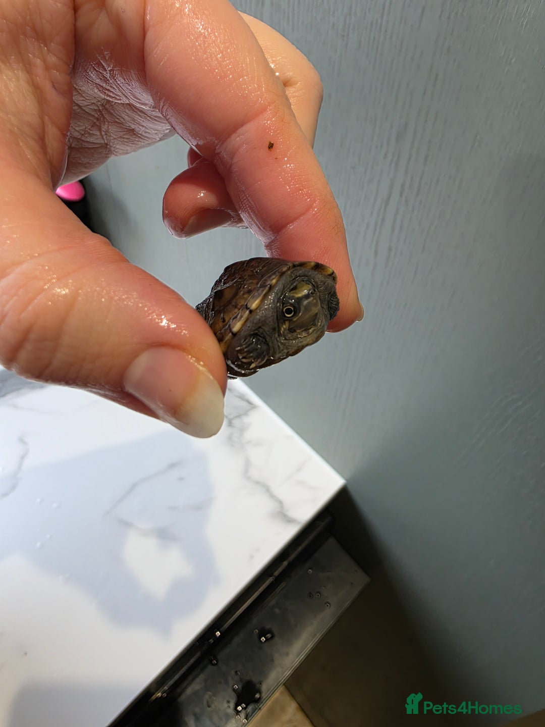 Turtle reptiles for sale: 2 female musk with full tank set up - Advert 6