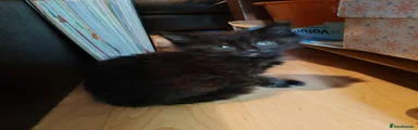 Black shorthair 5