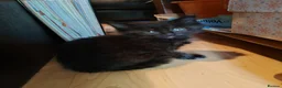 British Shorthair cats for sale: 6 Beautiful, fluffy, black and calico kittens - Advert 5
