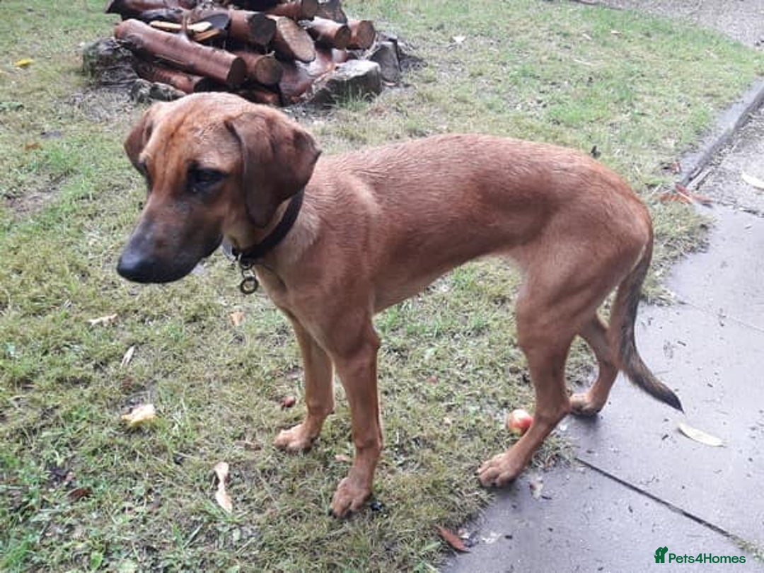 Mixed Breed dogs for adoption: Sweet Lily 5 months old Seguigio Cross - Image 2