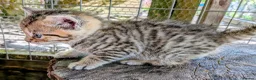 Mixed Breed cats for sale: Ready to leave... Gorgeous Bengal X Kittens - Advert 20