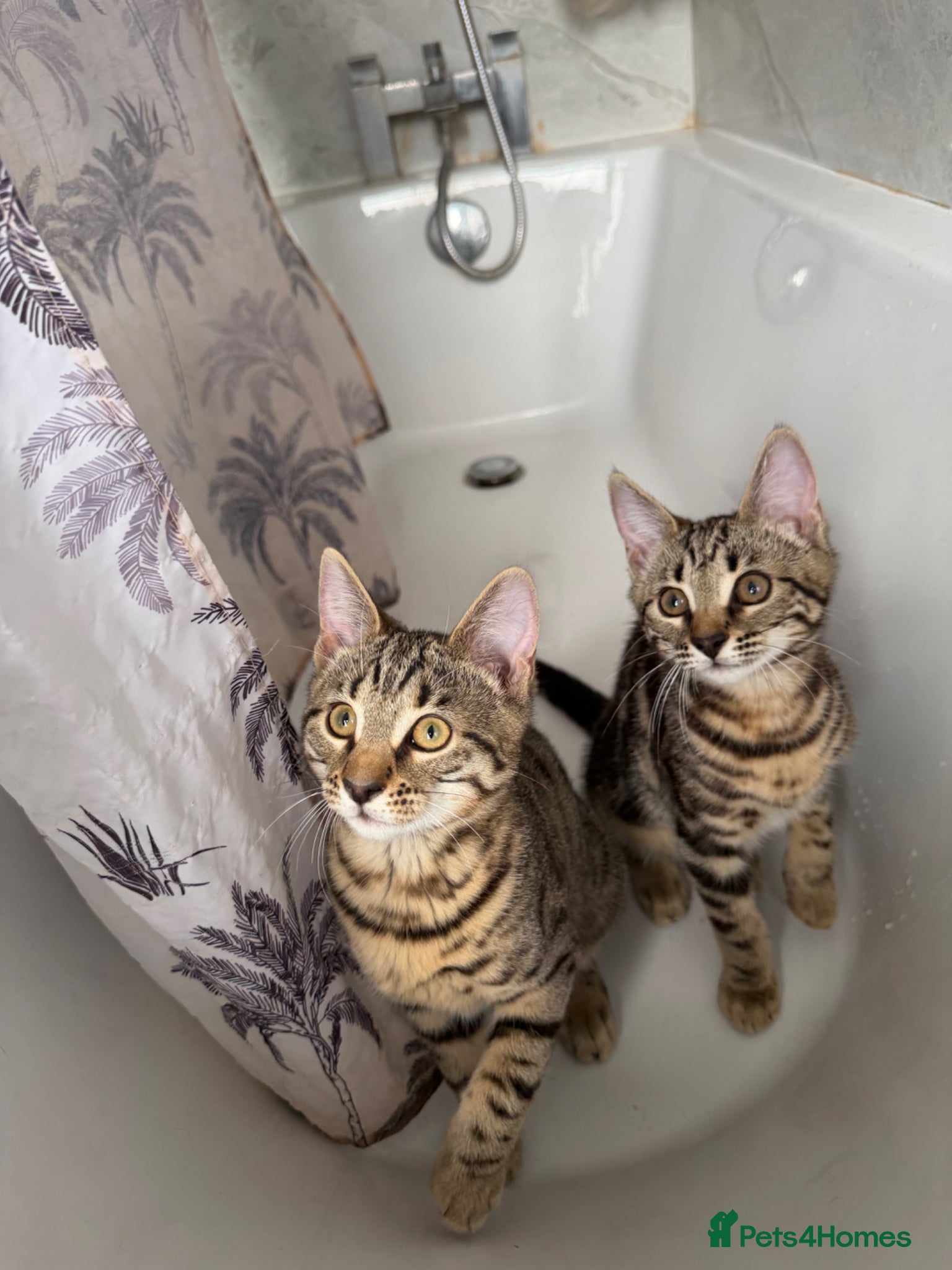 Mixed Breed cats for sale: BENGAL MIX KITTENS 4 SALE SOUTH LONDON - Advert 8